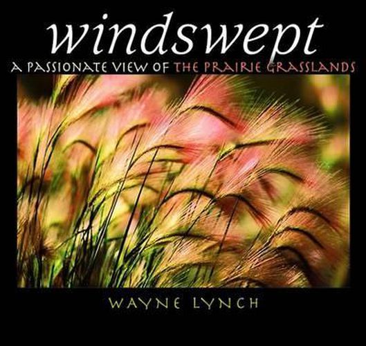 Cover image for Windswept: A Passionate View of the Prairie Grasslands