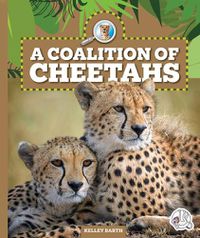 Cover image for A Coalition of Cheetahs