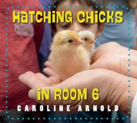 Cover image for Hatching Chicks in Room 6