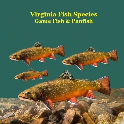 Cover image for Virginia Game Fish and Panfish Species Kids Book