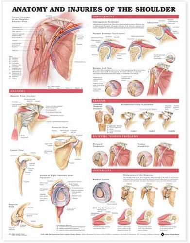 Cover image for Anatomy and Injuries of the Shoulder Anatomical Chart