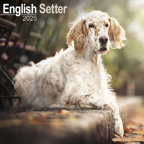 Cover image for English Setter Calendar 2025 Square Dog Breed Wall Calendar - 16 Month