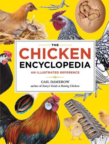 Cover image for Chicken Encyclopedia