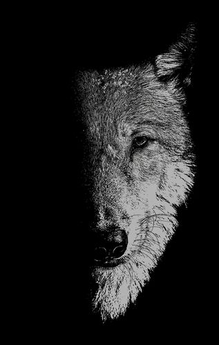 Cover image for In the Company of Wolves: Werewolves, Wolves and Wild Children