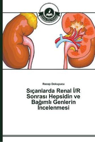 S&#305;canlarda Renal &#304;/R Sonras&#305; Hepsidin ve Ba&#287;&#305;ml&#305; Genlerin &#304;ncelenmesi