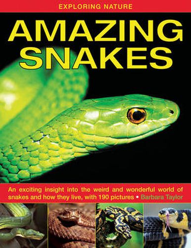 Exploring Nature: Amazing Snakes: an Exciting Insight into the Weird and Wonderful World of Snakes and How They Live, with 190 Pictures