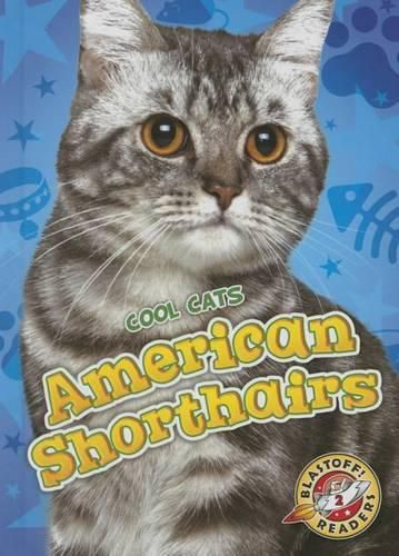 American Shorthairs