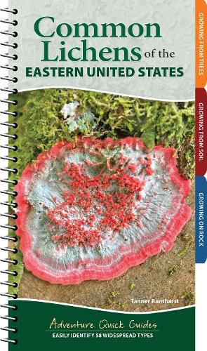 Cover image for Common Lichens of the Eastern United States