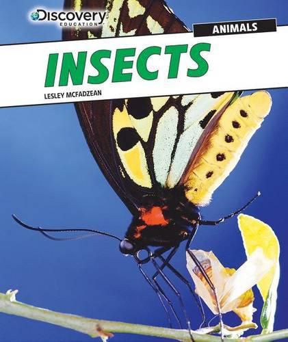 Cover image for Insects