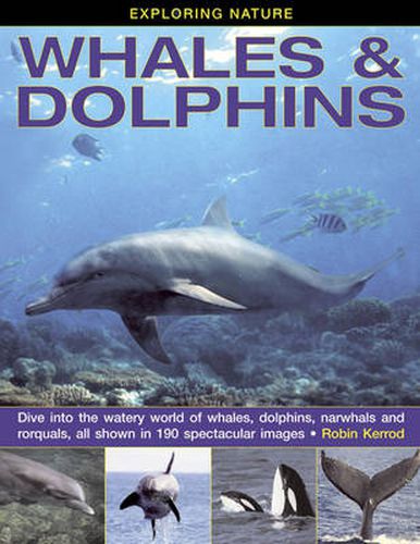 Cover image for Exploring Nature: Whales & Dolphins: Dive into the Watery World of Whales, Dolphins, Narwhals and Rorquals, All Shown in 190 Spectacular Images