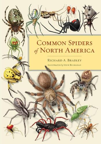 Cover image for Common Spiders of North America