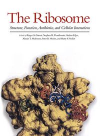 Cover image for The Ribosome: Structure, Function, Antibiotics, and Cellular Interactions