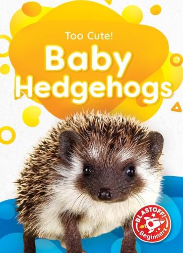 Baby Hedgehogs