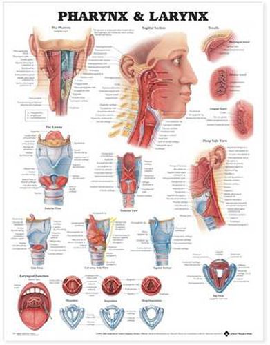 Cover image for Pharynx and Larynx Anatomical Chart