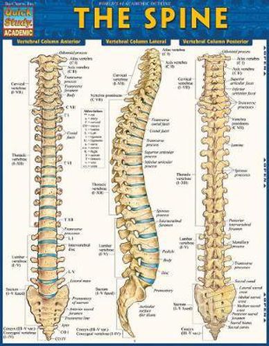 Cover image for The Spine