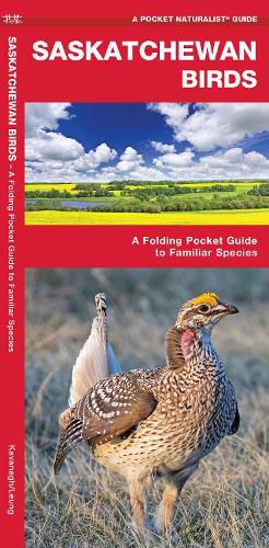 Cover image for Saskatchewan Birds: A Folding Pocket Guide to Familiar Species
