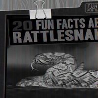 Cover image for 20 Fun Facts about Rattlesnakes