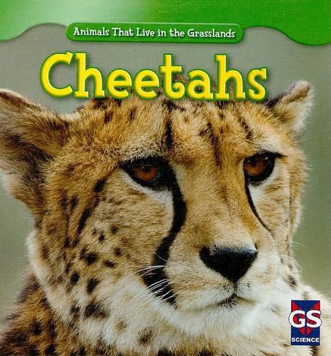 Cover image for Cheetahs