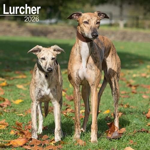 Cover image for Lurcher Calendar 2026 Square Dog Breed Wall Calendar - 16 Month