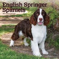 Cover image for English Springer Spaniels 2020 Square