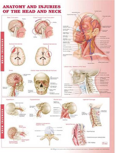 Cover image for Anatomy and Injuries of the Head and Neck Anatomical Chart