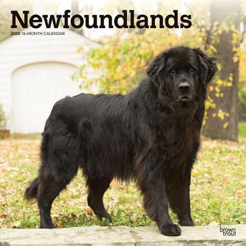 Newfoundlands 2020 Square Wall Calendar