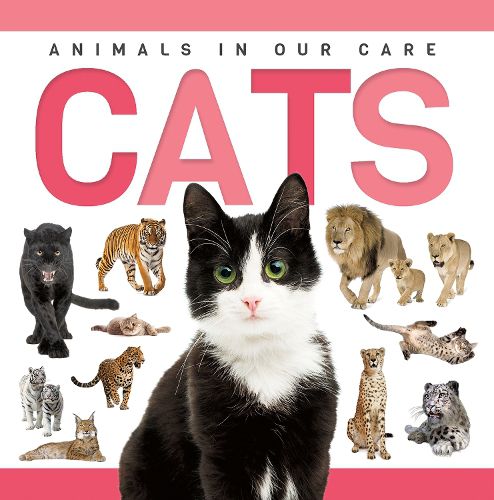 Cover image for Cats