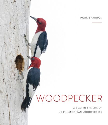 Cover image for Woodpecker