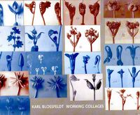 Cover image for Karl Blossfeldt: Working Collages