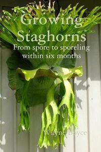 Cover image for Growing Staghorns from Spore