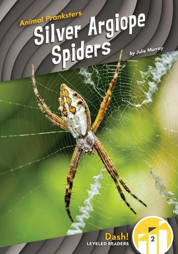 Cover image for Silver Argiope Spiders