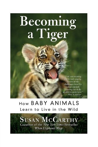 Cover image for Becoming A Tiger: How Baby Animals Learn To Live In The Wild