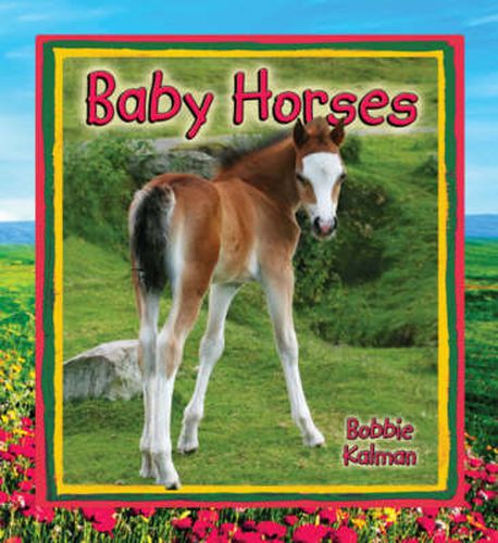 Cover image for Baby Horses