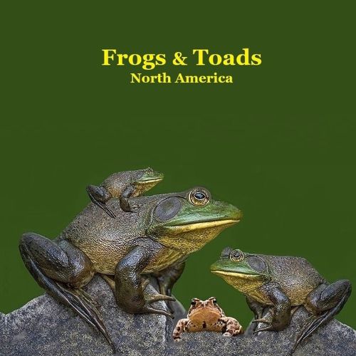 Cover image for Frogs and Toads of North America Kids Book