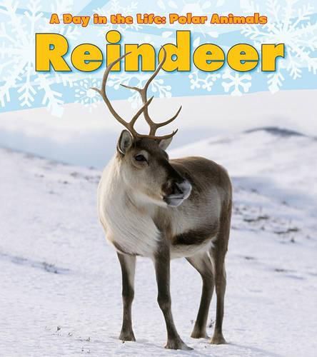 Cover image for Reindeer (A Day in the Life: Polar Animals)