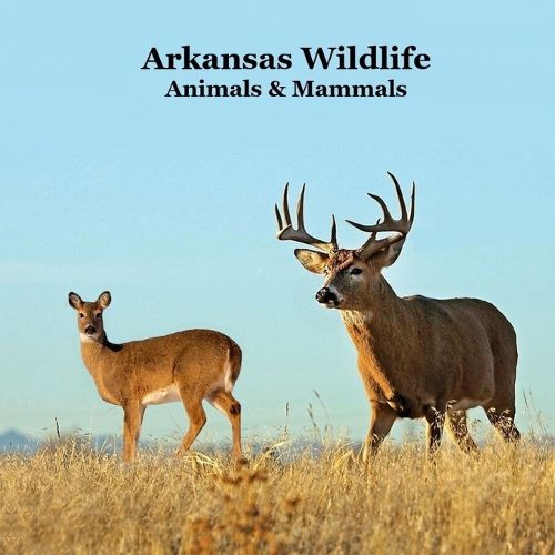 Cover image for Arkansas Animals and Mammals Kids Wildlife Book