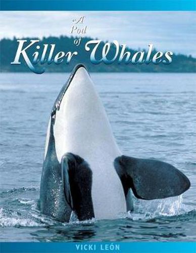 Cover image for A Pod of Killer Whales: The Mysterious Life of the Intelligent Orca