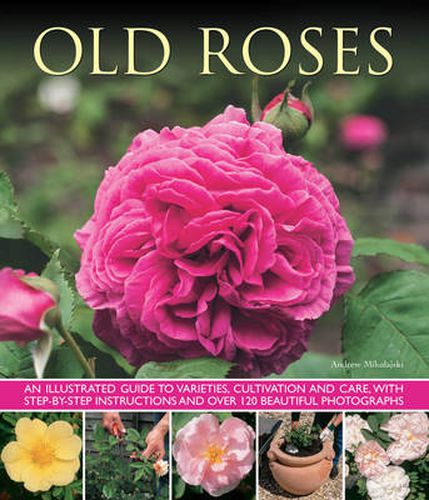 Old Fashioned Roses