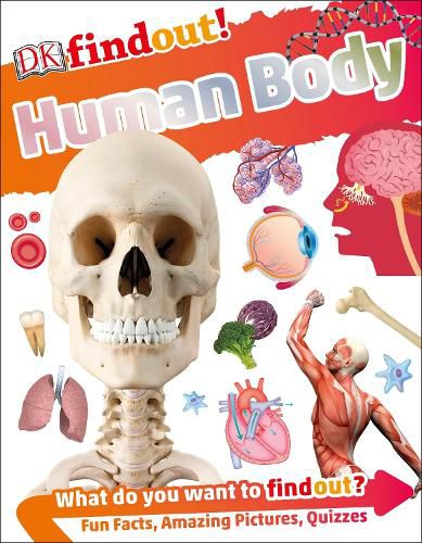 Cover image for DKfindout! Human Body