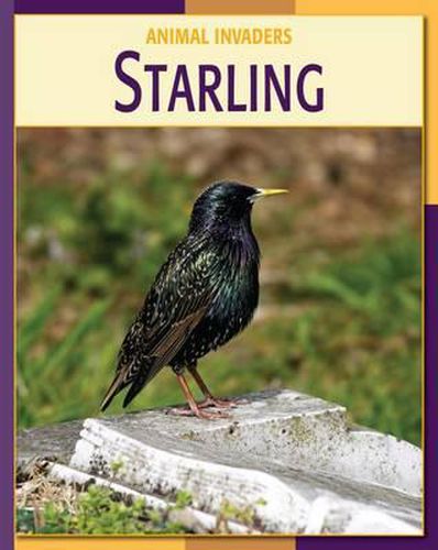 Cover image for Starling