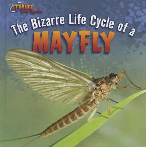 Cover image for The Bizarre Life Cycle of a Mayfly