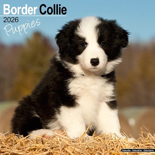 Cover image for Border Collie Puppies Calendar 2026 Square Dog Puppy Breed Wall Calendar - 16 Month