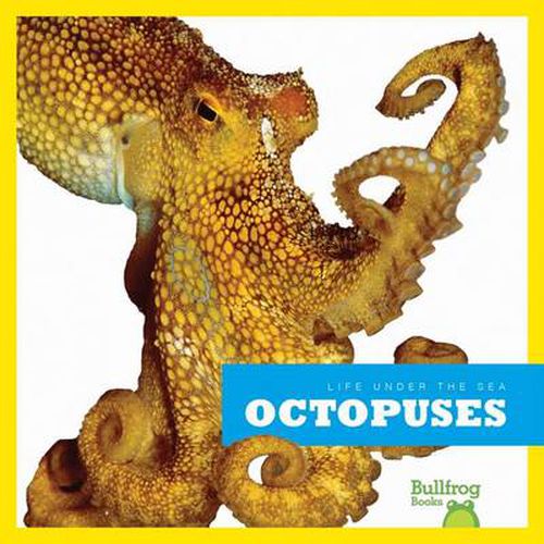 Cover image for Life Under the Sea: Octopuses