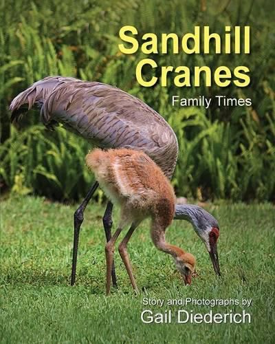 Cover image for Sandhill Cranes, Family Times