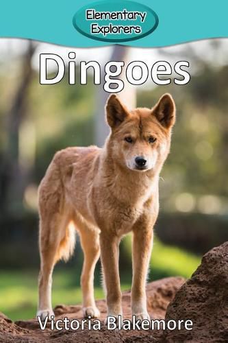 Cover image for Dingoes