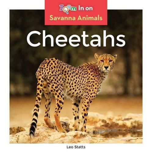 Cheetahs