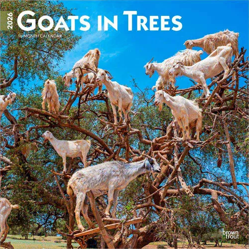 Cover image for Goats in Trees 2026 Wall Calendar