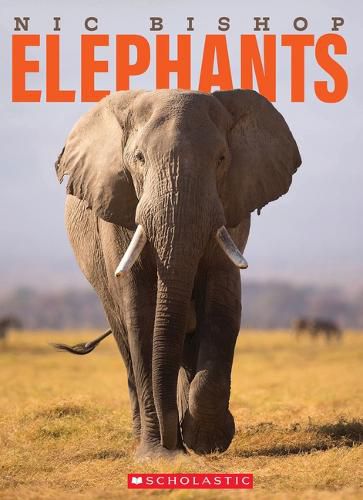 Cover image for Nic Bishop Elephants