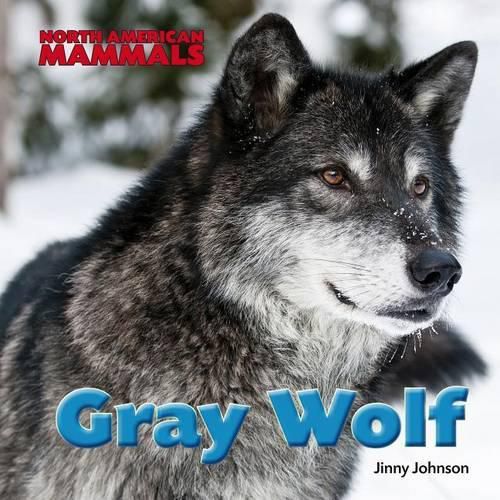 Cover image for Gray Wolf