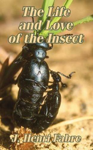 Cover image for The Life and Love of the Insect